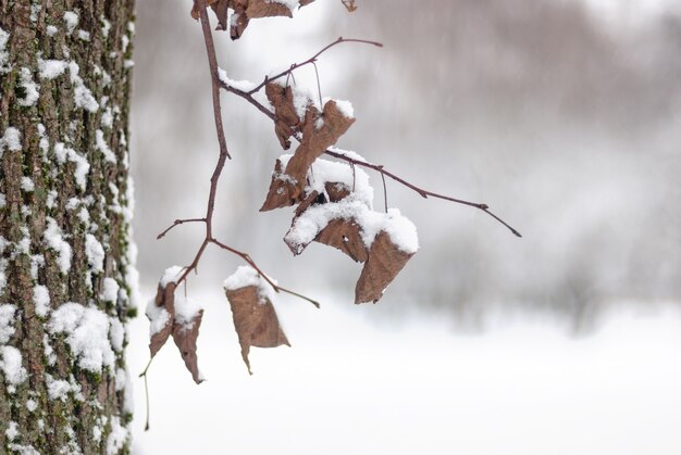 Сухие листья на ветке дерева под свежим белым снегом в зимнем городском парке