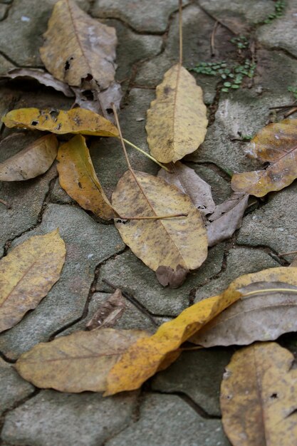 Photo dry leaves tropical forest trees texture on the floor