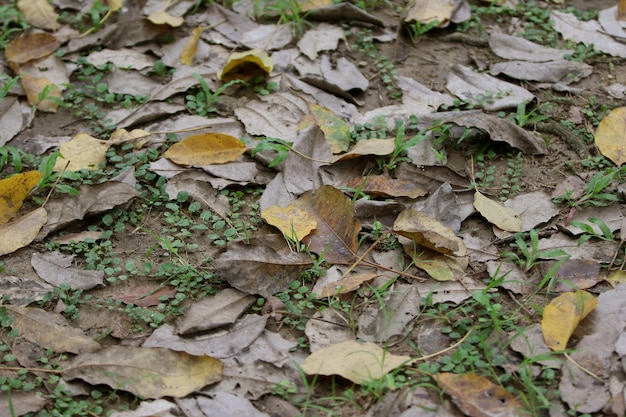 Фото Листья тропических лесных деревьев сухая текстура на полу