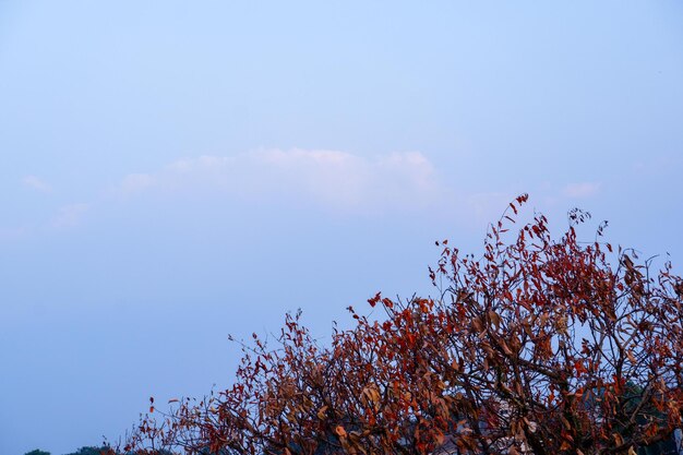 Foto foglie secche e ramoscelli sullo sfondo del cielo blu