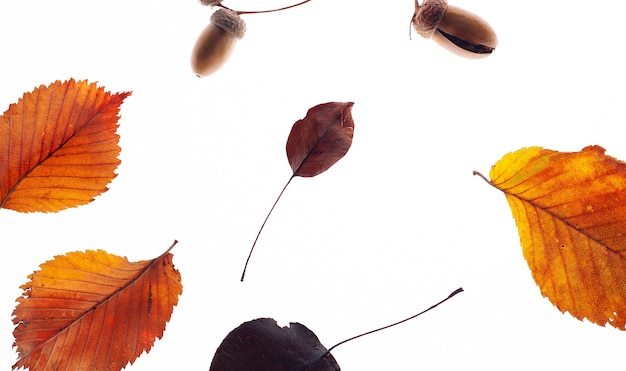 Dry leaves on white background