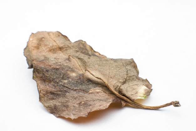 Dry leaves on a white background.