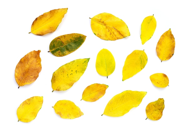 Dry leaves on white background