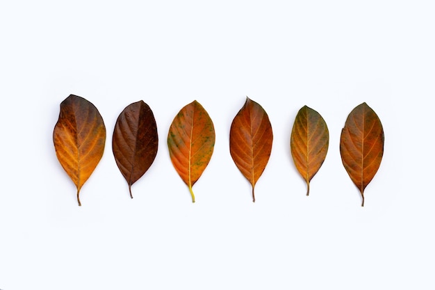 Dry leaves on white background