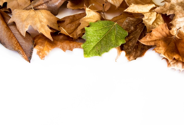 Dry leaves on white background