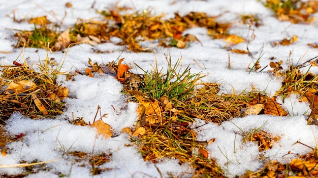 Dry leaves and wilted grass look out from under the snow during the thaw