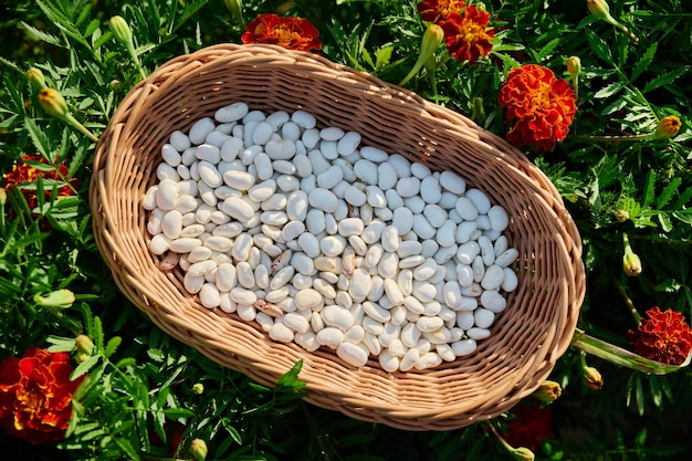 Dry legumes white beans in a basket on the grass top view Healthy eco natural food farming gardening agriculture concept