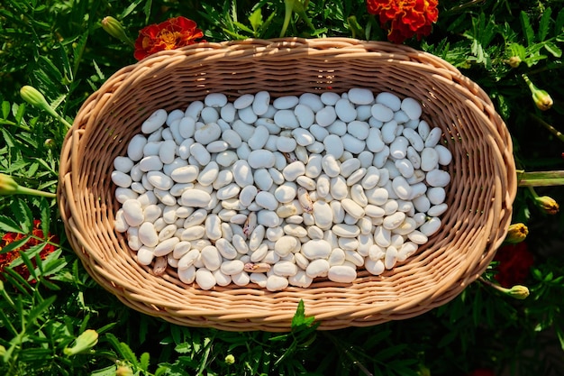 Dry legumes white beans in a basket on the grass top view