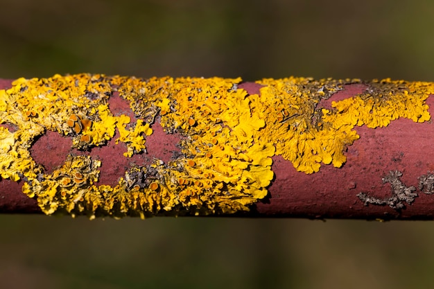   dry lichen  