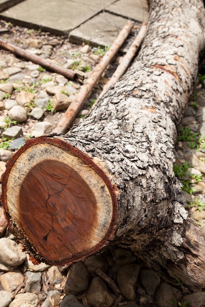 Dry logs.