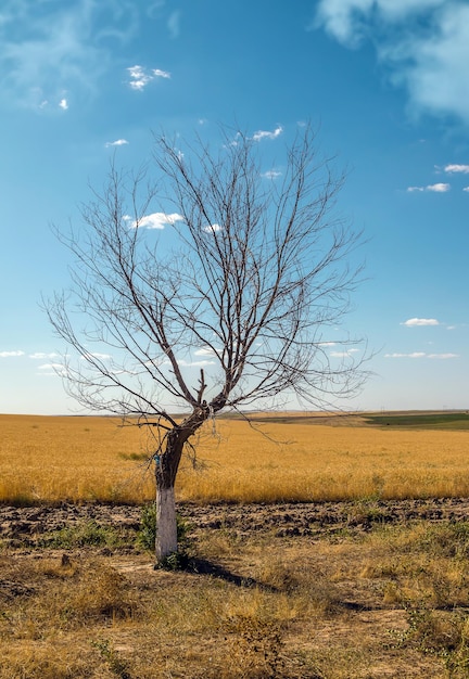 Dry lonely tree in the field