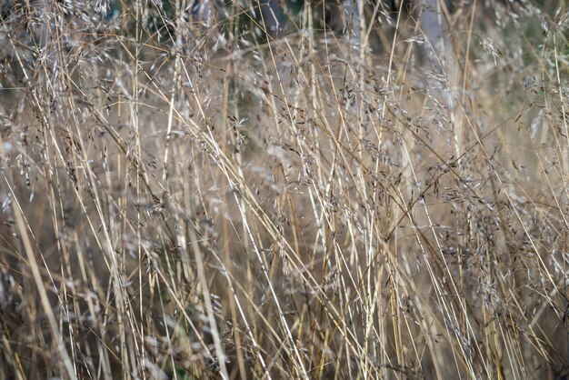 抽象的な織り目加工の自然な背景のための開花草の乾燥した長い茎