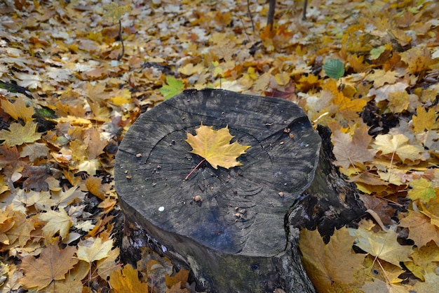 dry maple leaf isolated on tree stump, close-up