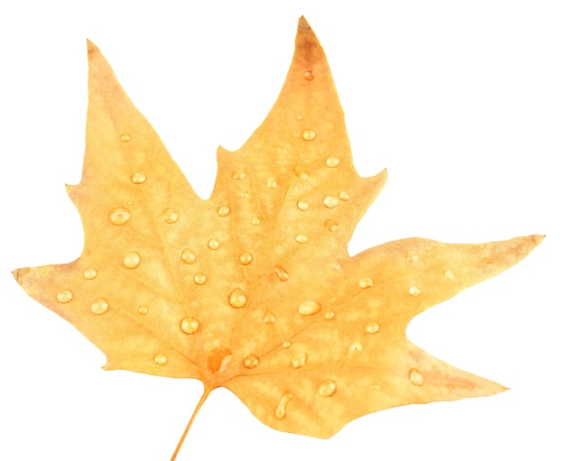 Dry maple leaf with drops, isolated on white
