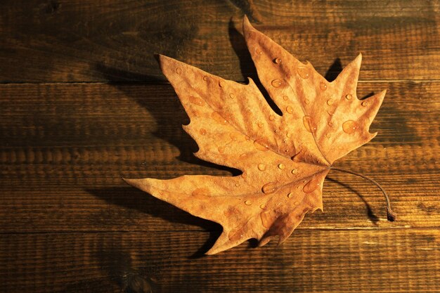 Dry maple leaf with drops on wooden background