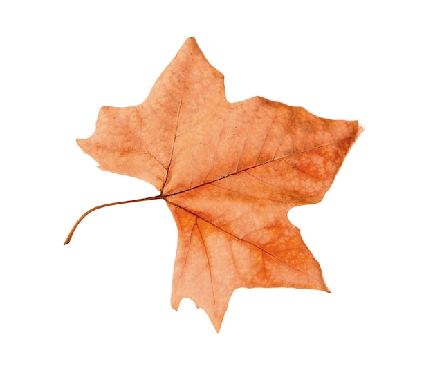 Dry maple leaf with pincers on white background