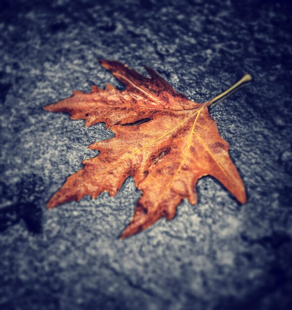 Dry maple leaf