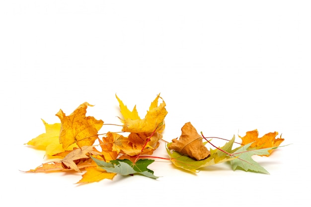 Dry maple leaves isolated on white 