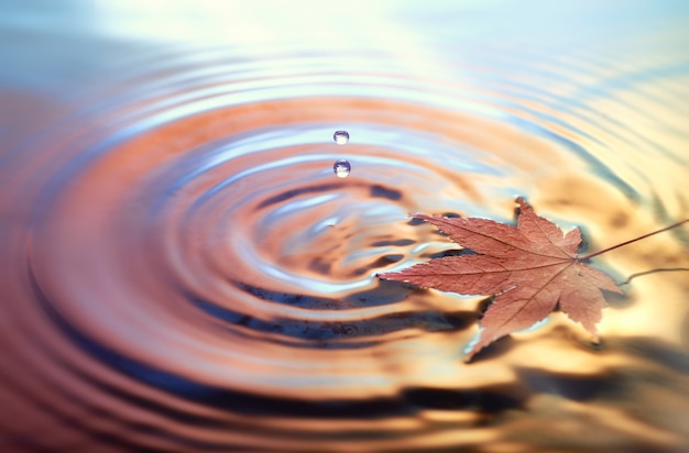 Dry marple leaf on water, toned fall