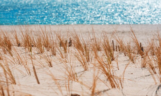 写真 北海ドイツのズィルト島のビーチで乾燥したマラム草 砂の上のマラム草プランテーション