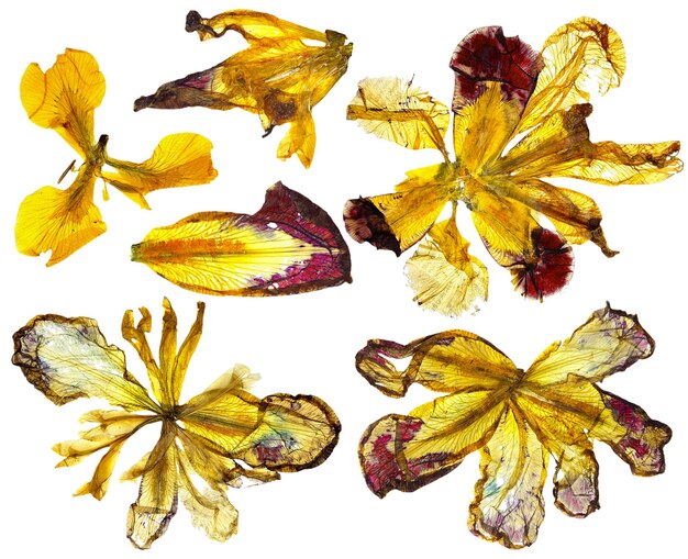 Dry multicolored yellow iris flowers