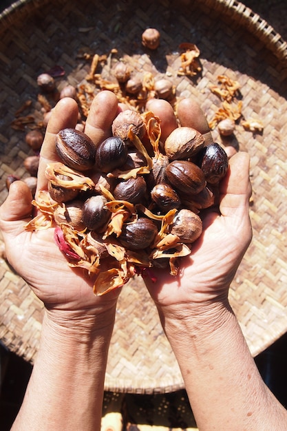 The dry nutmeg is held in the hands of the farmer.