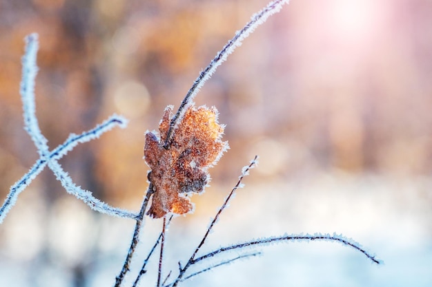 晴れた日の森の木の枝に霜で覆われた乾燥したオークの葉