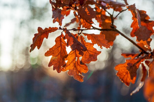 Dry oak leaf of red color glows from sunlight