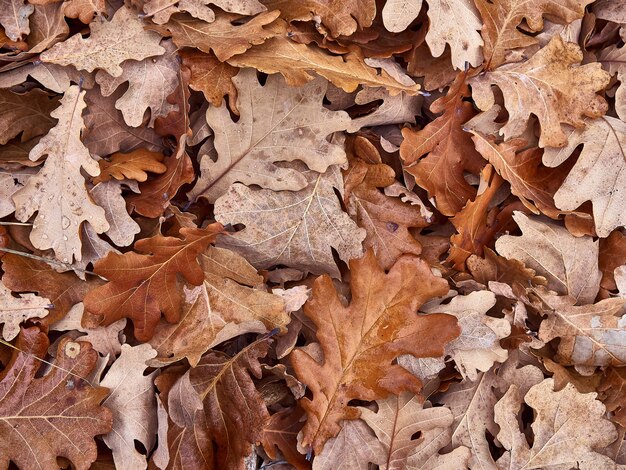 Dry oak leafs.