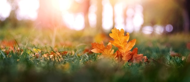 Dry oak leaves in the forest on the ground in sunny weather