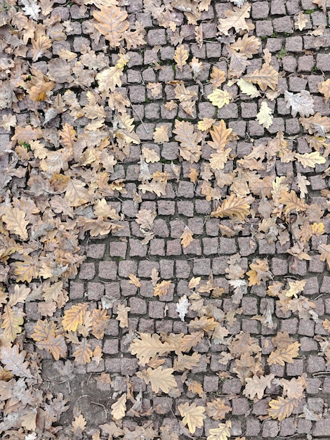 Dry oak leaves lie on the small paving stones throughout the\
frame