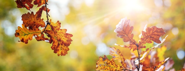 Dry oak leaves on a tree in the sunlight