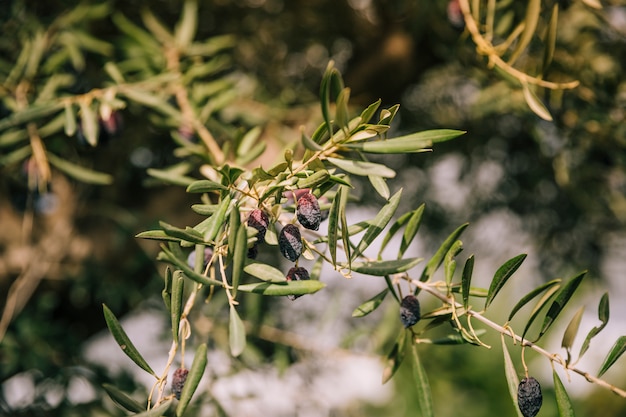 Olive secche sui rami di un albero