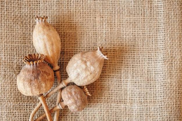 Dry opium poppy on linen fabric