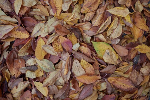 地面、背景にオレンジ イエローの紅葉を乾燥します。