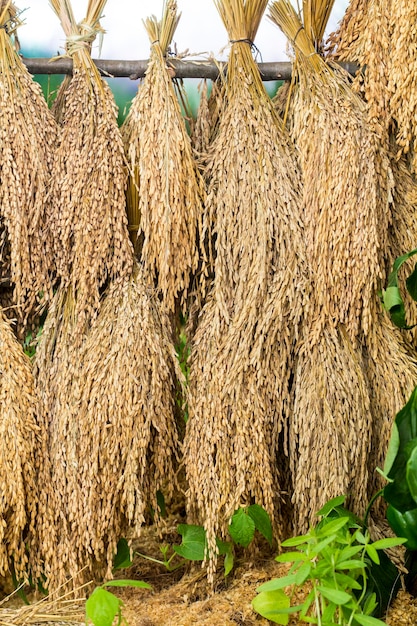 Dry paddy in farm hanged