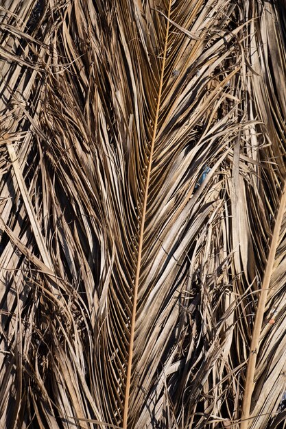 Foto fondo asciutto della foglia di palma per il concetto di estate tropicale