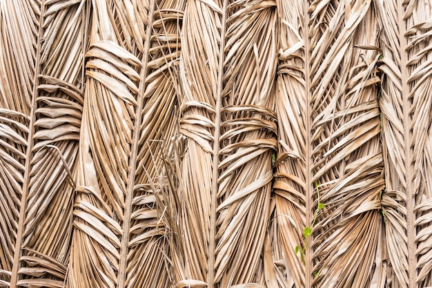 Dry palm leaf.