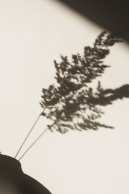 Dry pampas grass reed shadows on the wall. Silhouette in sun light