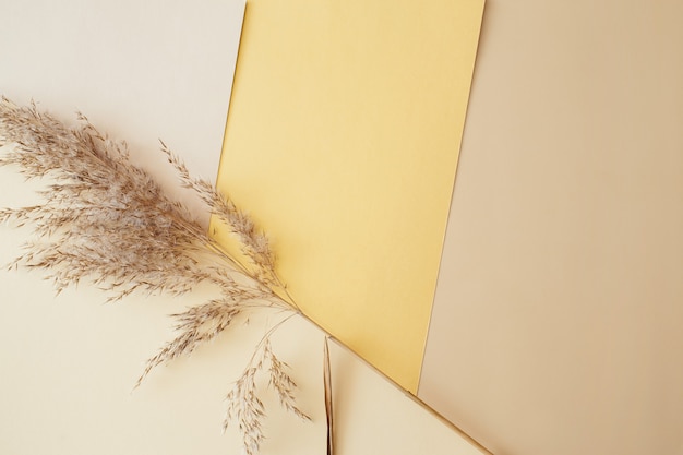 Dry pampas grass reeds agains on gold beige white paper geometric background minimal stylish trend