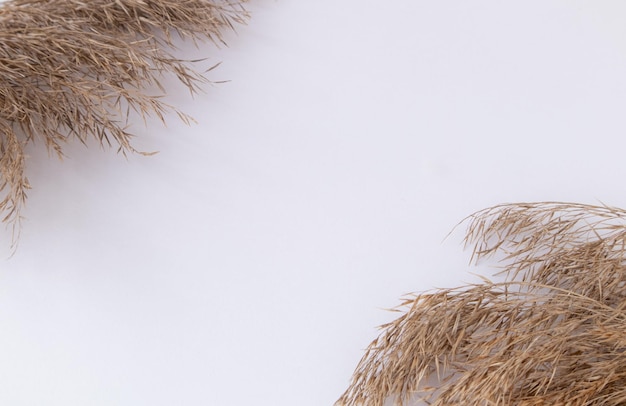 Dry pampas grass reeds on a white background Minimalistic concept Flat layout top view place to copy