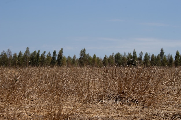 Dry pasture with eucalyptus plantation in the background