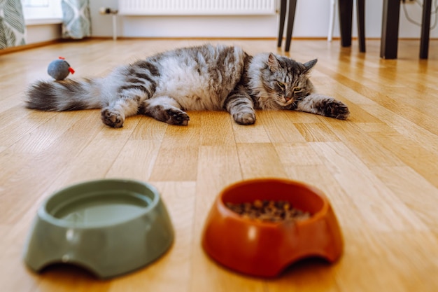 건조 애완 동물 사료, 고양이 먹이 및 돌보기