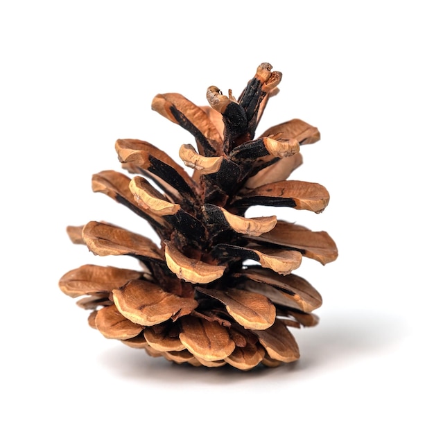 Dry pine cone isolated on white background