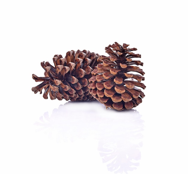 Dry pine cones on white