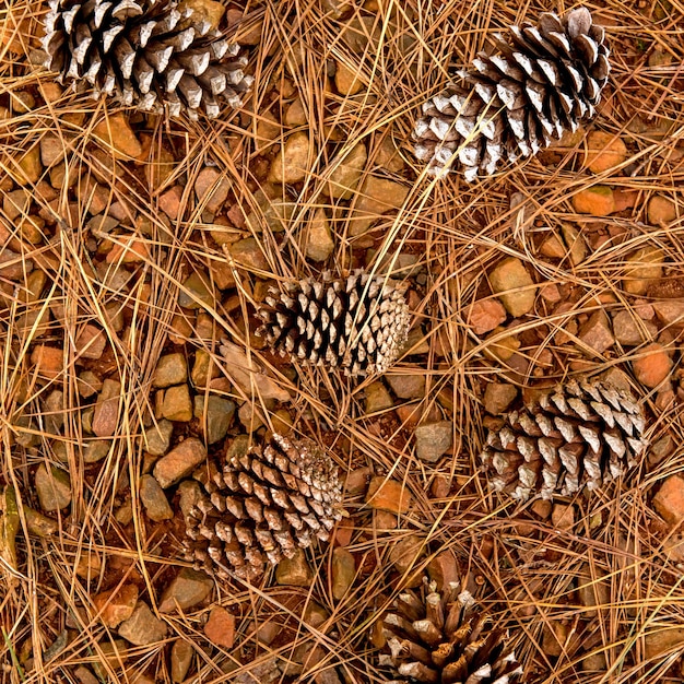 Dry pine leaves and pinecone texture background