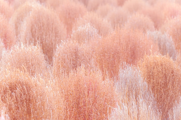 Dry Pink Kochia in Autumn season