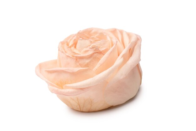 Dry pink rose isolated on a white background