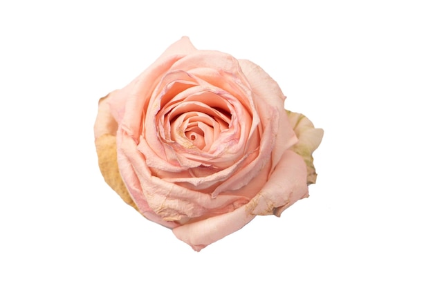 Dry pink rose isolated on a white background