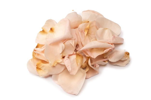 Dry pink rose isolated on a white background